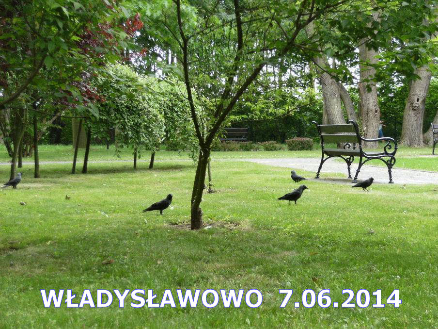 wladyslawowo201420